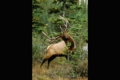 19-Elk