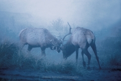 20-Elk - Roosevelt Bulls