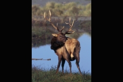 21-Roosevelt Elk2
