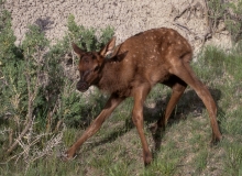 22-Elk calf