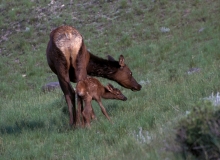 23-Elk cow & newborn calf