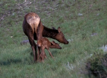 23-Elk cow & newborn calf