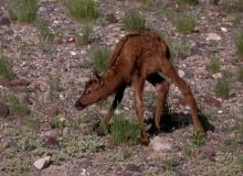 24-Elk calf - newborn2