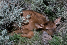 25-Elk Calf