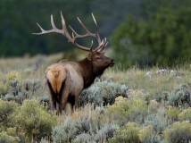 3-Elk