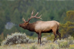 4-Elk