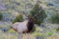 5-Elk