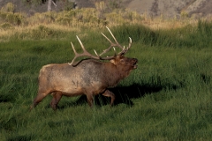 6-Elk