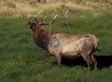 7-Elk