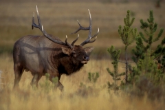 8-Elk Bull