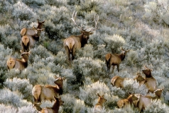 9-Elk Herd