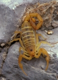 Striped-Bark Scorpion -Bend-NP-TX
