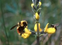 Other Insects & Arthropods