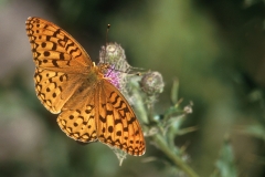 Butterflies & Moths