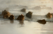 Bison crossing the Yellowstone River