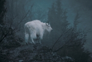 Mountain Goat - "Ghost Goat"