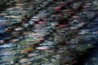 Coho Salmon Run