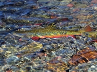 Eastern Brook Trout - 3