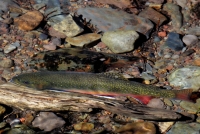 Eastern Brook Trout - 4