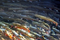 Eastern Brook Trout