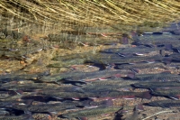 Eastern Brook Trout bankside