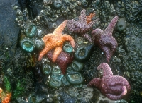 Ochre Sea Stars & Giant Green Anemones & Aggregate Anemones