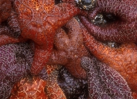 Ochre Sea Stars