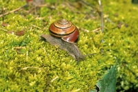 Snail