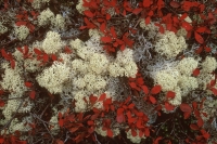 Blueberry & Reindeer Moss