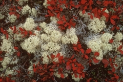 Blueberry & Reindeer Moss