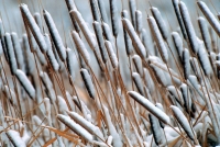 Cattails