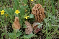 Morrel Mushrooms
