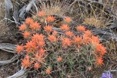 Sagebrush Paintbrush - 2