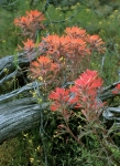 Sagebrush Paintbrush