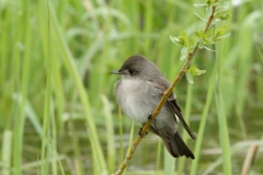 Western Wood-pewee -1