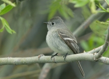 Gray Flycatcher - 3