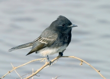 Black Phoebe - 1