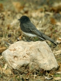 Black Phoebe - 2