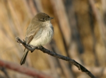 Eastern Phoebe