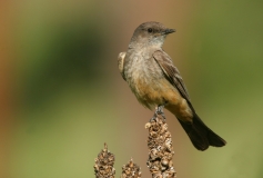Say's Phoebe - 1