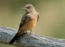 Say's Phoebe (juvenile) - 2