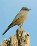 Say's Phoebe - 3