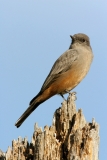 Say's Phoebe - 4