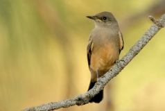 Say's Phoebe (juvenile) - 5