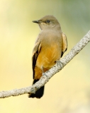 Say's Phoebe (juvenile) - 6