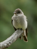 Western Wood-pewee - 2