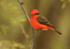 Vermilion Flycatcher - 1
