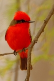 Vermilion Flycatcher - 2