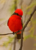 Vermilion Flycatcher - 3