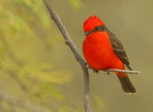 Vermilion Flycatcher - 4
